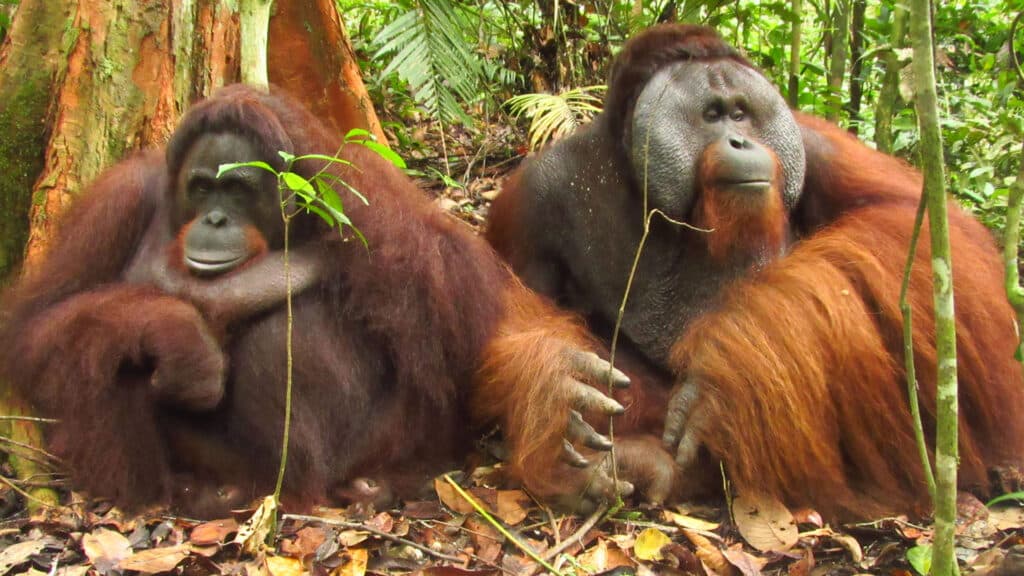 dominater Orang-Utan-Mann mit Backenwülsten sitzt neben Orang-Utan-Weibchen im Regenwald