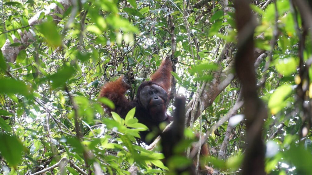 Wild Orang-Utan in der Nähe vom Tuanan Forschungszentrum