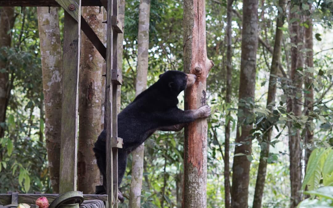 Ein Herz für Malai­en­bären: Was im BOS Rettungs­zen­trum für die bedrohte Art getan wird