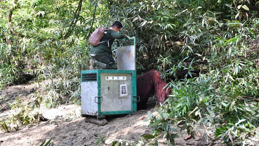 Transportbox von Orang-Utan-Mann Juki wird im Regenwald geöffnet