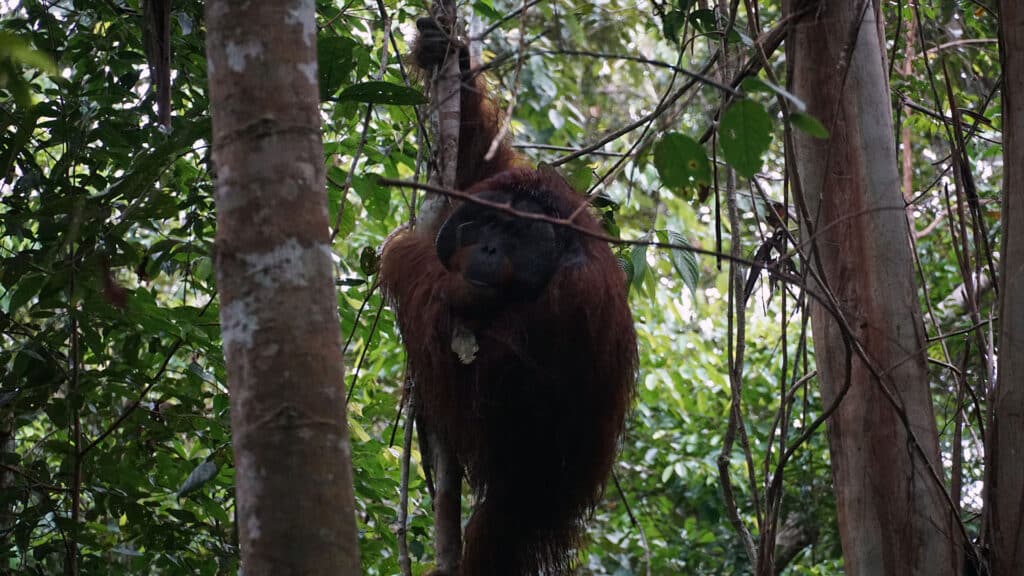 Orang-Utan-Mann Gami kurz nach Auswilderung im Regenwald November 2023