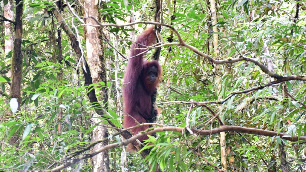 Orang-Utan-Weibchen Cici kurz nach Auswilderung im Regenwald November 2023