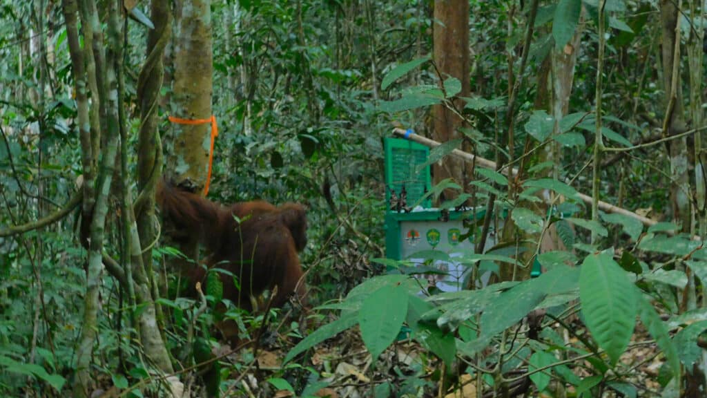 Orang-Utan-Weibchen Dias direkt nach der Auswilderung im Regenwald