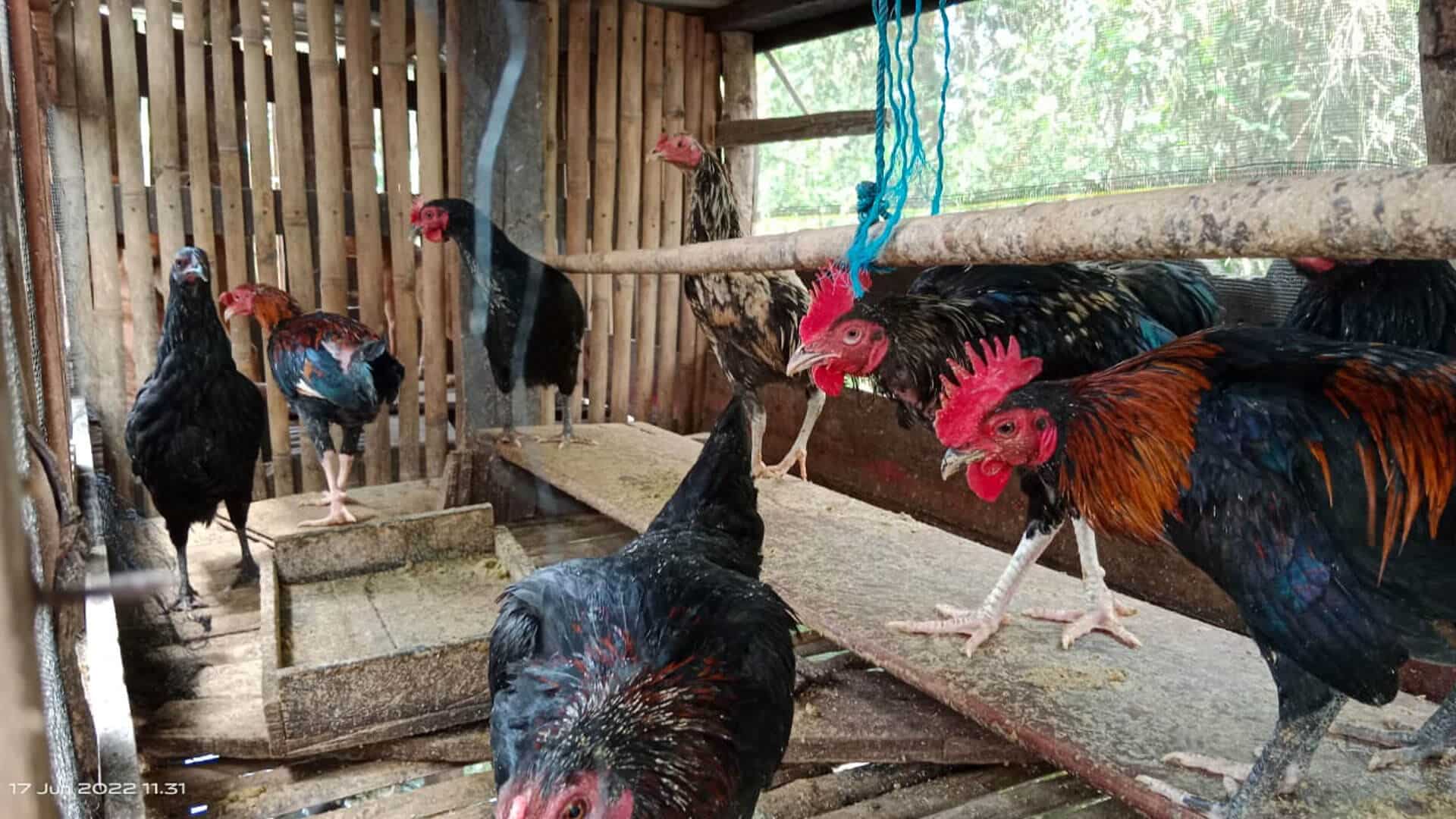 Hühnerzuchtprojekt