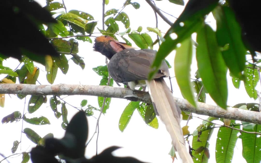 Der Schild­horn­vogel – ein Symbol der Treue in der Dayak-Kultur