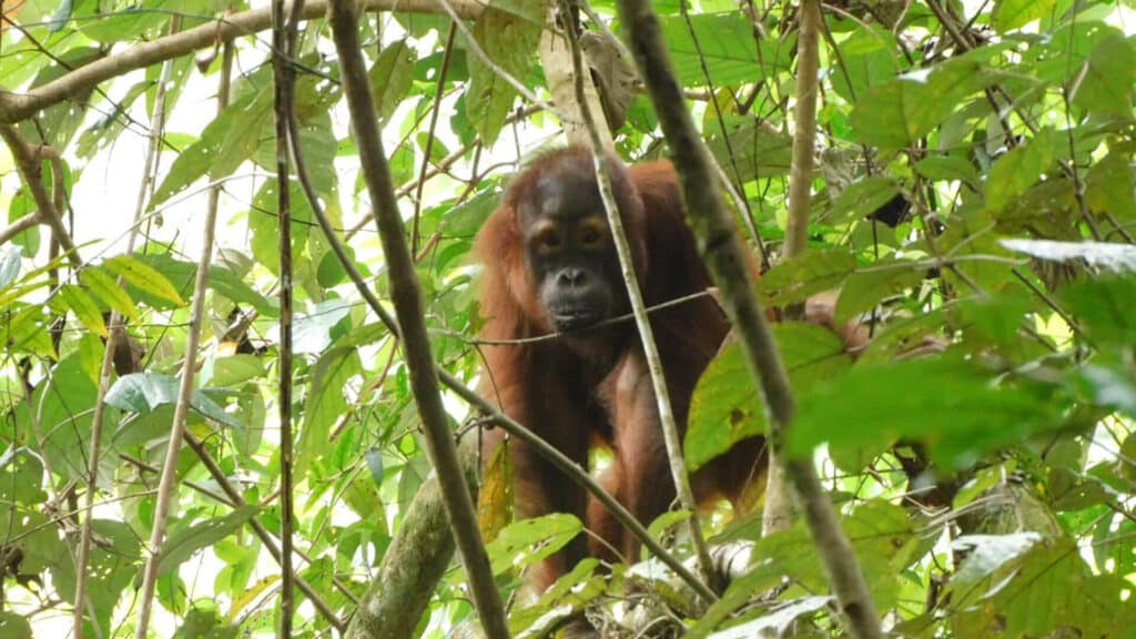 Orang-Utan Bungaran auf Entdeckungsreise
