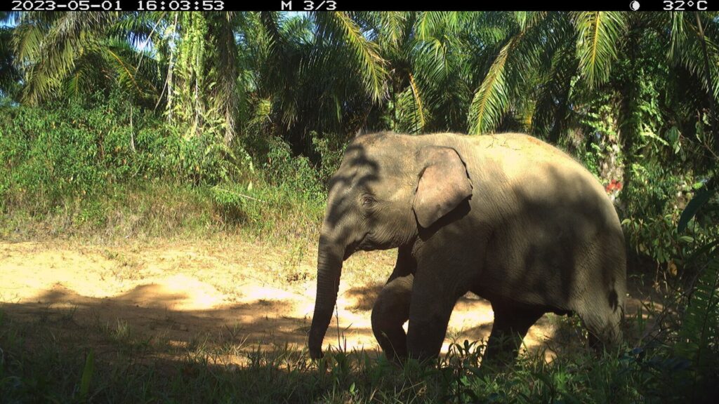 Elefanten in Kamerafallen