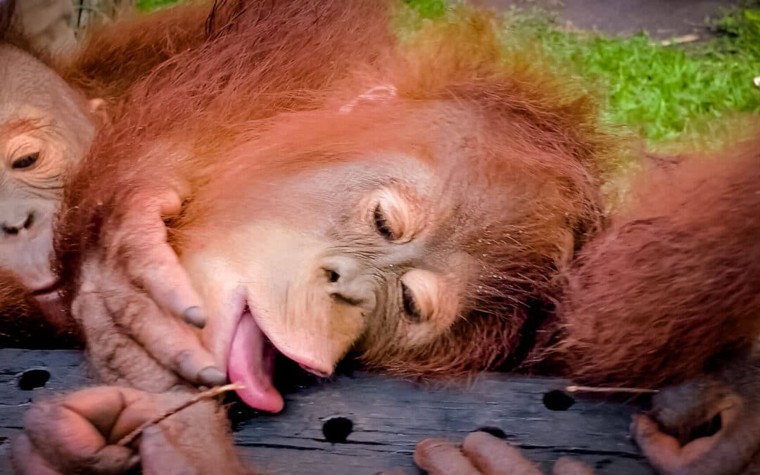 Wann und warum sind wilde Orang-Utans neugierig — und was haben sie davon?