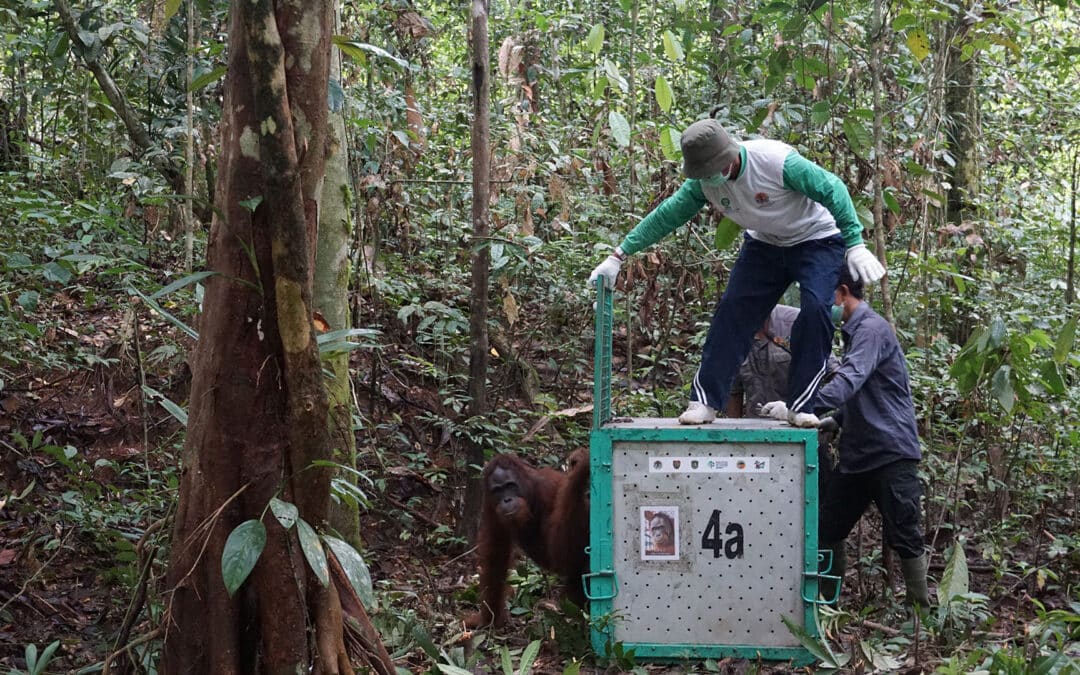 Cinta und sieben weitere Orang-Utans wurden im Natio­nal­park ausgewildert