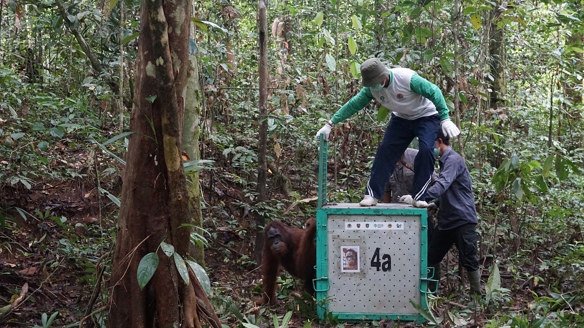 Orang-Utan-Auswilderung im Regenwald