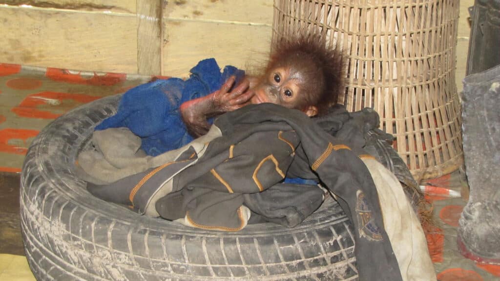 Gerettetes Orang-Utan-Baby liegt in einem Autoreifen