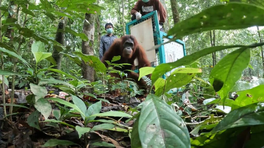 Orang-Utan Cinta verlässt Transportbox bei ihrer Auswilderung