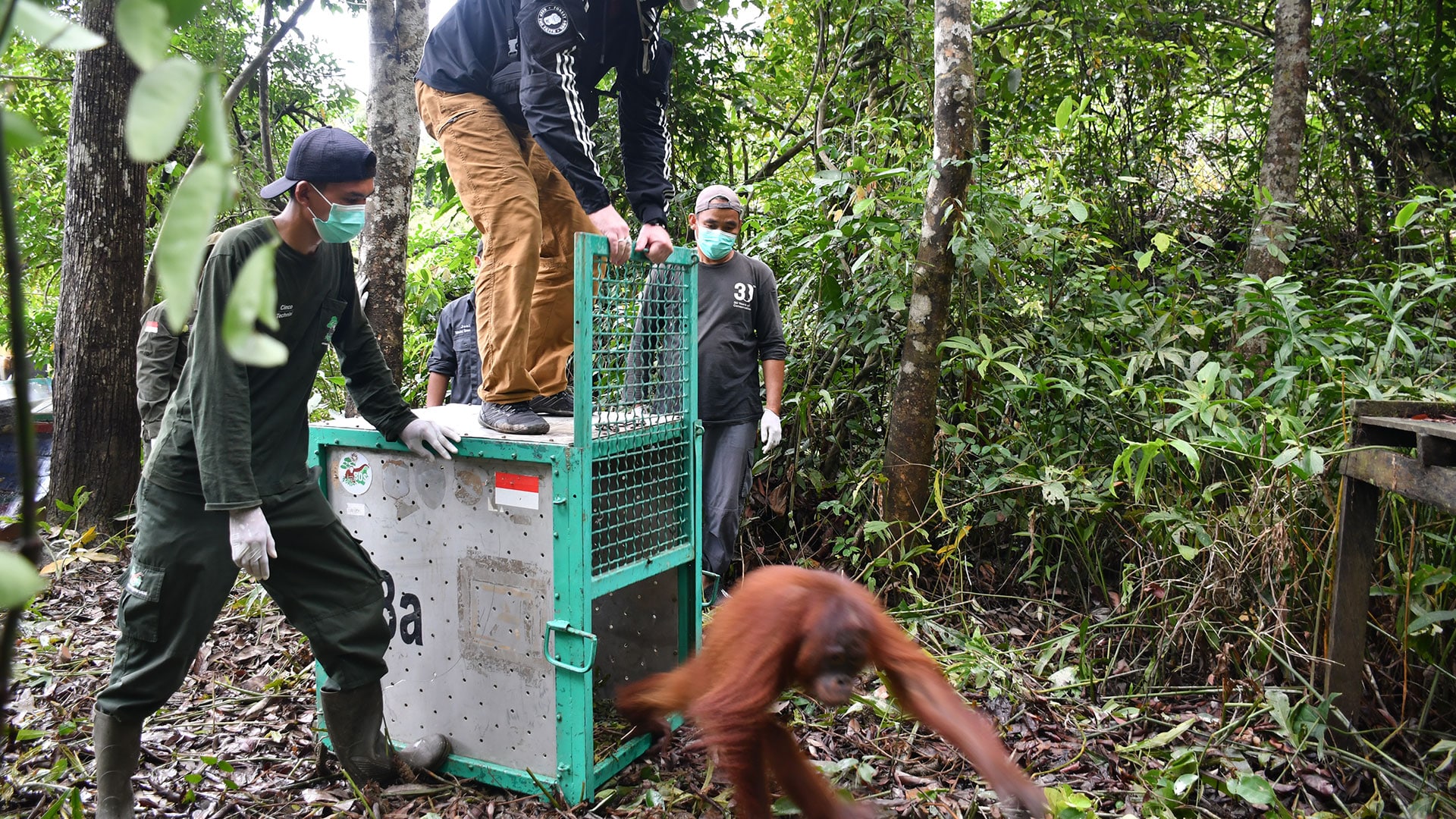 Transportbox von Orang-Utan Taymur wird auf der Vorauswilderungsinsel geöffnet von Daniel Merdes