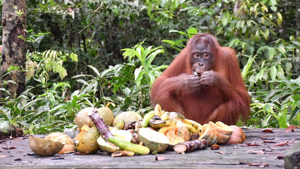 Orang-Utan Taymur auf der Fütterungsplattform der Vorauswilderungsinsel
