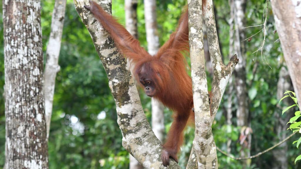 Orang-Utan Taymur blickt von Baum herab