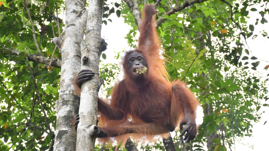 Orang-Utan Taymur findet natürliche Nahrung auf der Vorauswilderungsinsel