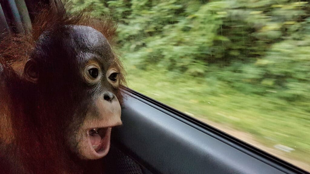 Orang-Utan-Junge blickt staunend aus dem Autofenster, als er zum ersten Mal den Regenwald sieht