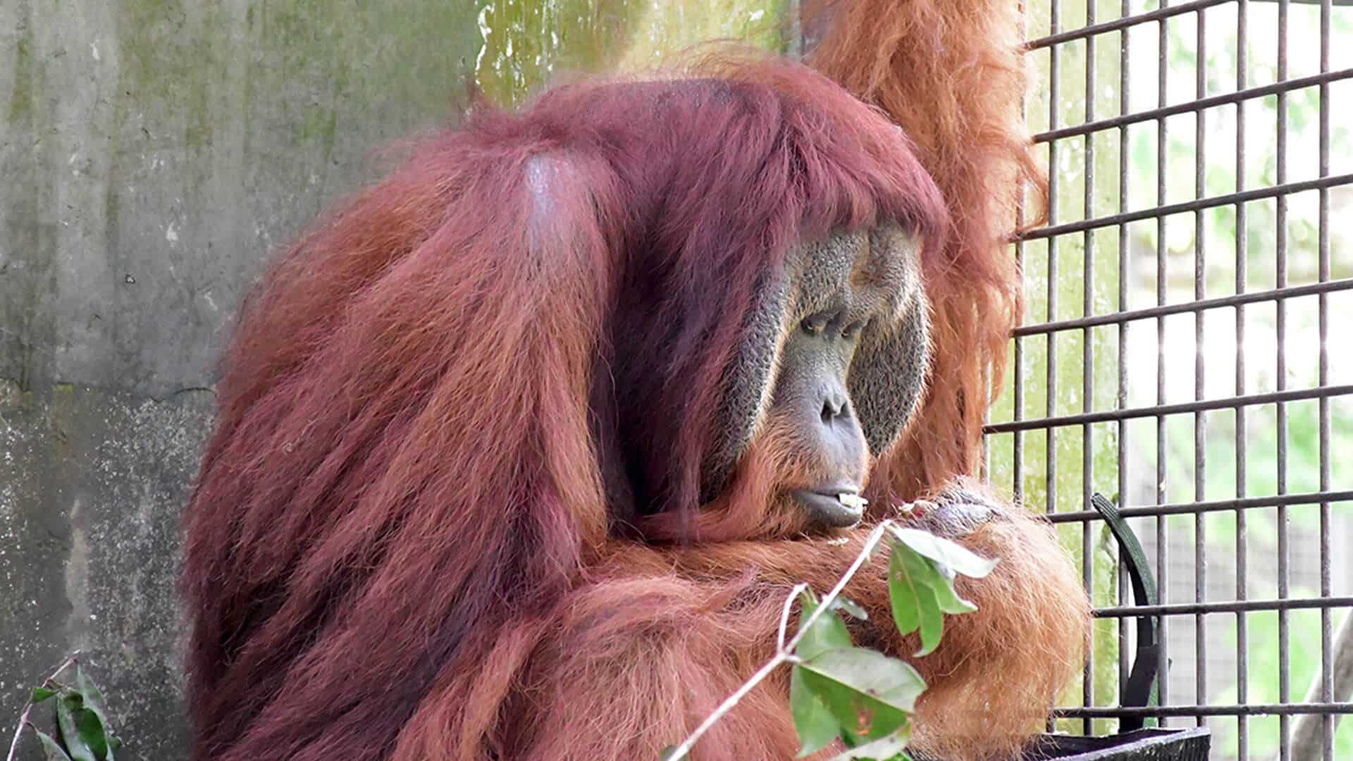 Unauswilderbare Orang-Utan im Rettungszentrum wartet auf Platz auf dem Schutzinsel