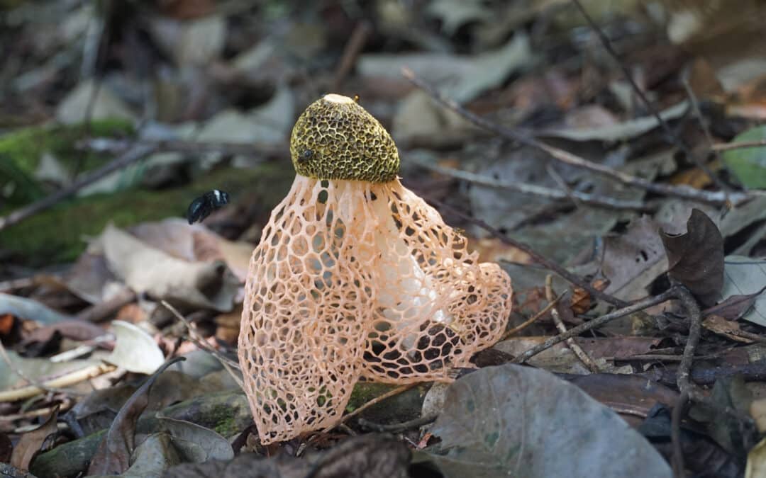 Ein Männ­lein steht im Walde: Der Pilz mit dem Brautschleier
