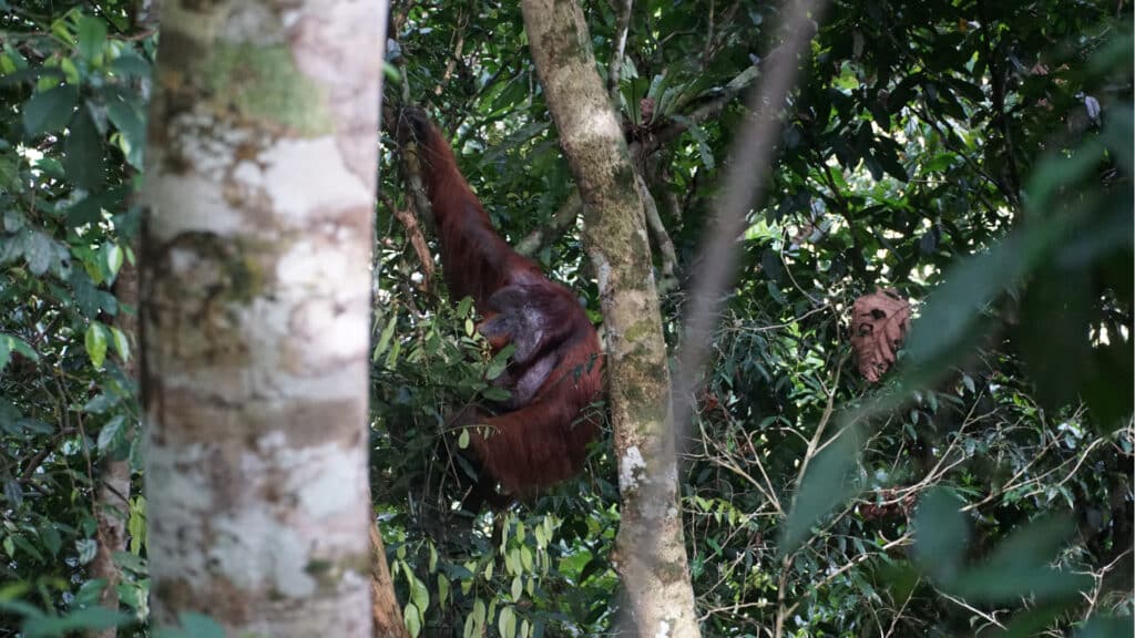 Orang-Utan sucht nach Essen im Baum