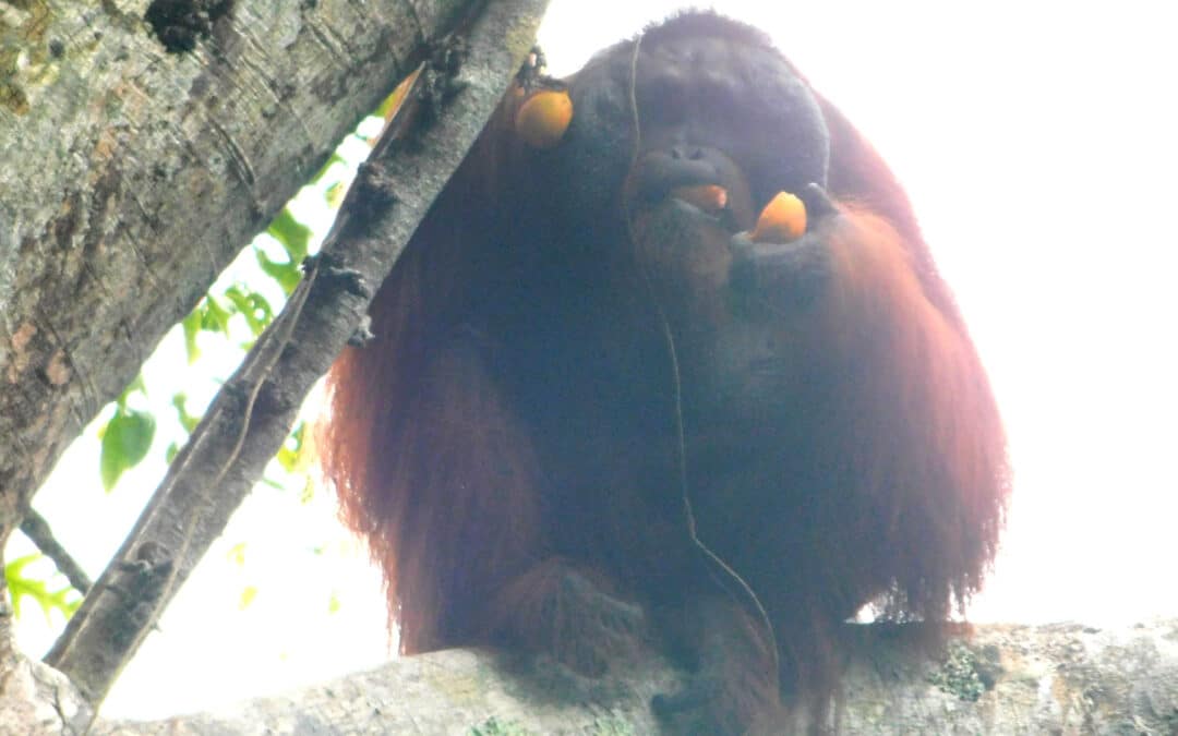 Orang-Utans: Geschickte Sammler des Waldes