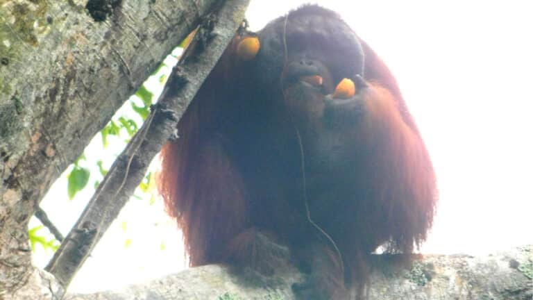 Orang-Utan sitzt im Baum mit Früchten