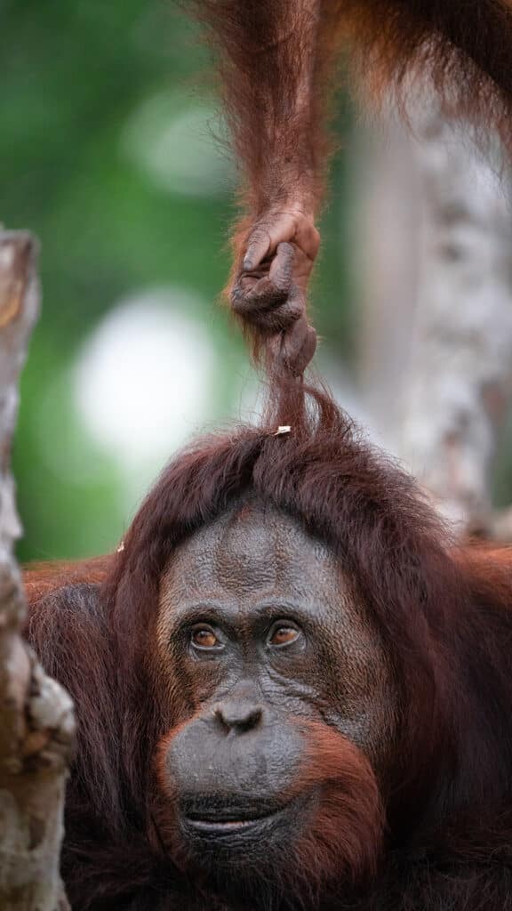 Orang-Utan-Baby zieht seine Mutter an den Haaren