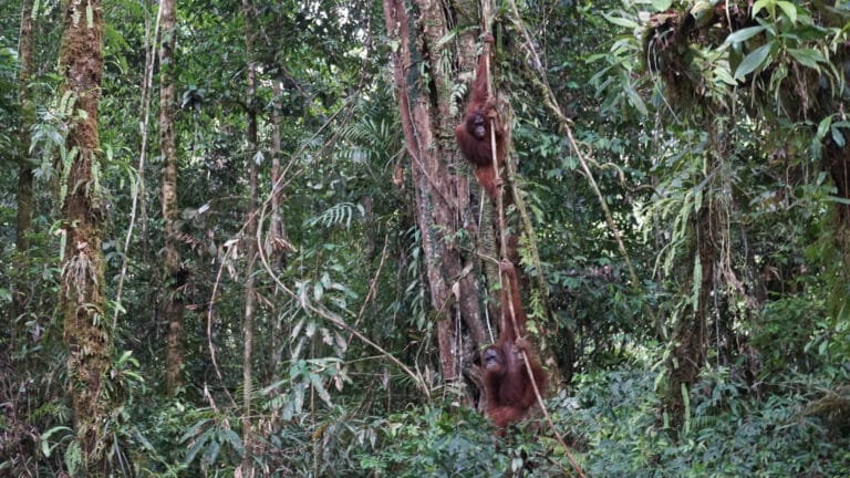 Orang-Utans Liti und Ojes im Baum