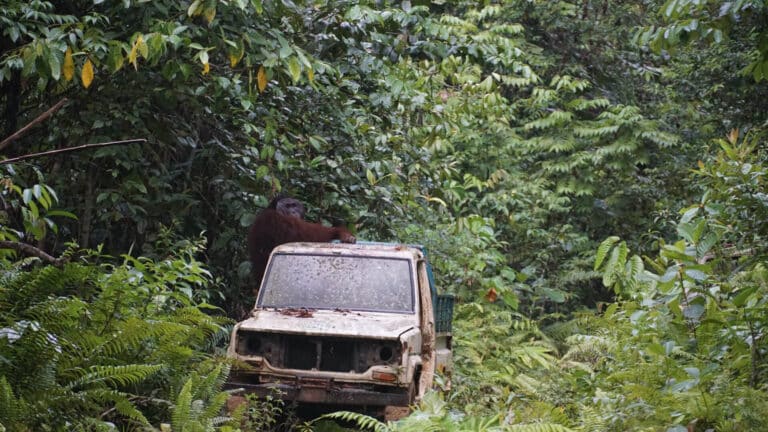 Orang-Utan Agus nimmt Platz im BOS-Fahrzeug