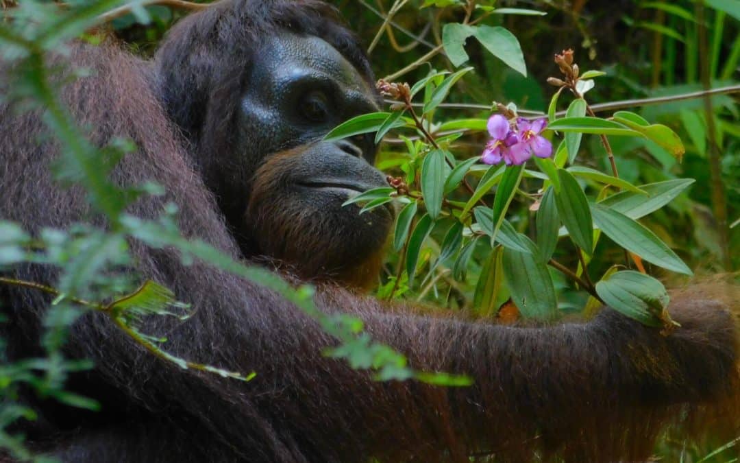 Biodi­ver­sität im Kehje Sewen Wald: Wir sichern den Lebens­raum der Orang-Utans