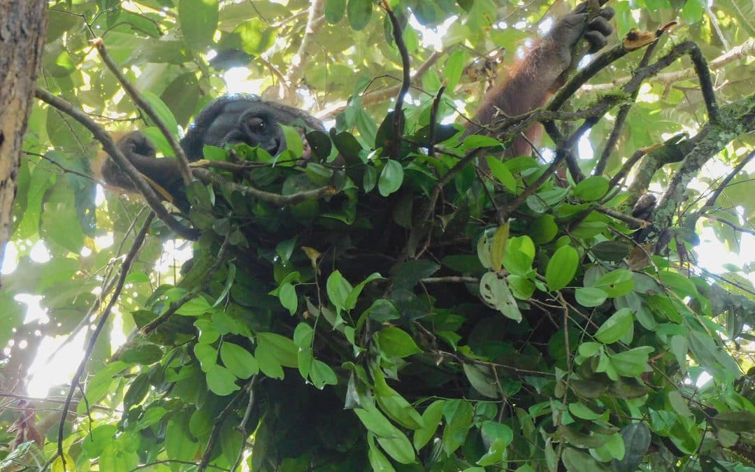 Kunst­hand­werk in den Baum­wip­feln: Wie Orang-Utans Nester bauen