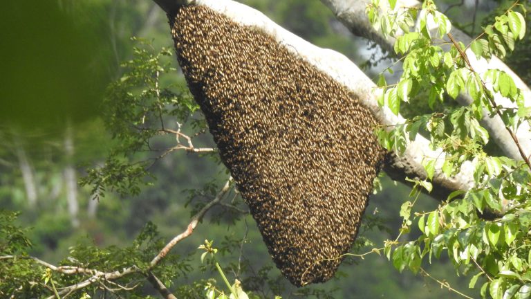 Ein wilder Bienenschwarm im Regenwald von Borneo