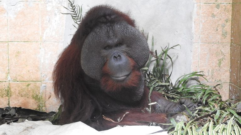 Orang-Utan-Männchen Kopral sitzt im Gehege der Tierklinik