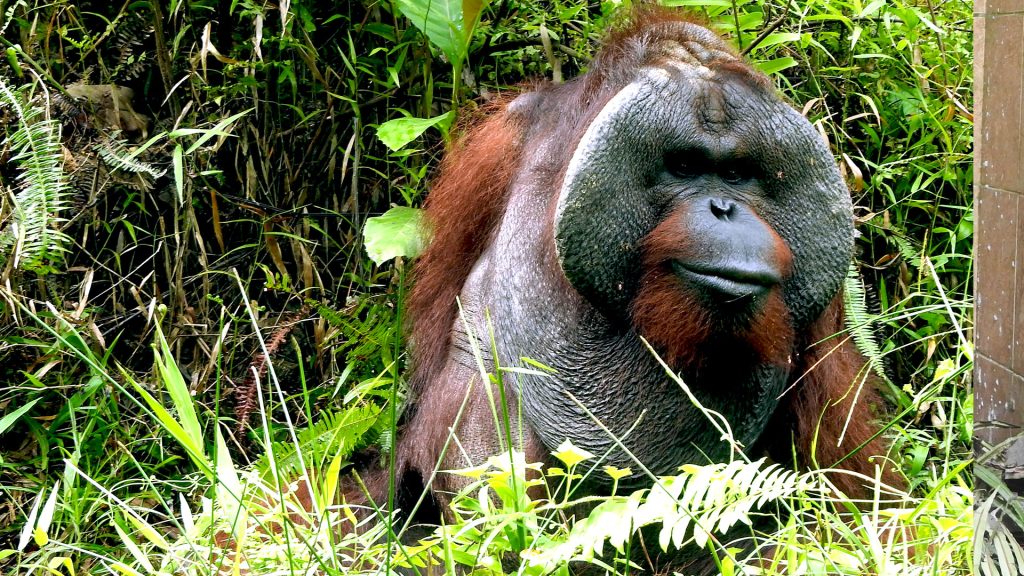 Orang-Utan-Männchen Kopral sitzt im Gras auf seiner Insel