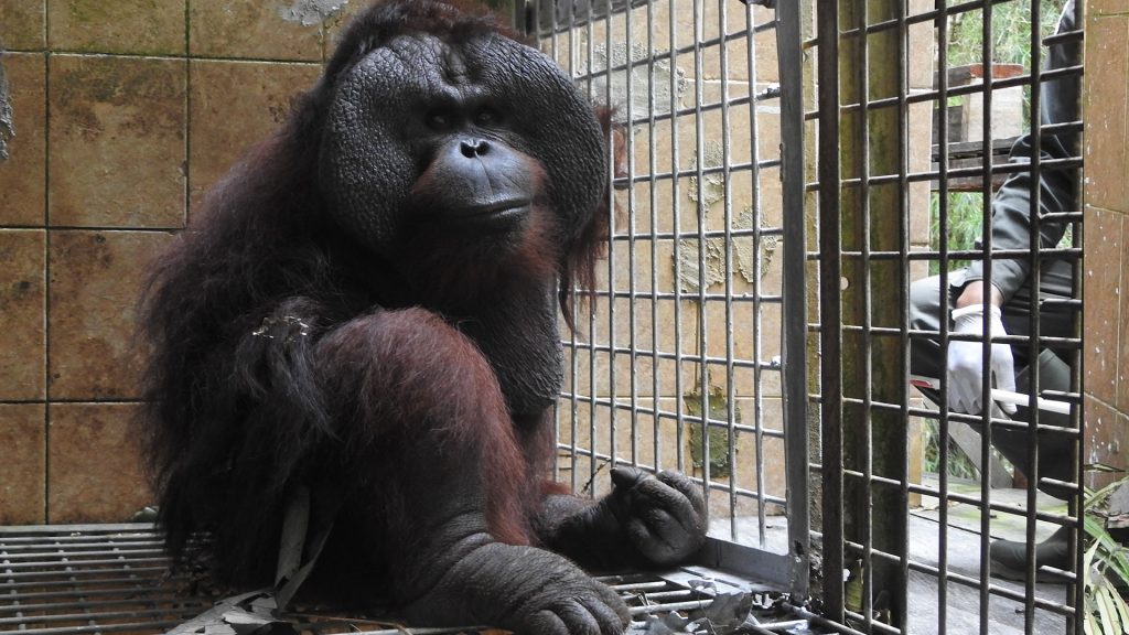 Orang-Utan-Männchen Kopral sitzt im vergitterten Gehege der Tierklinik