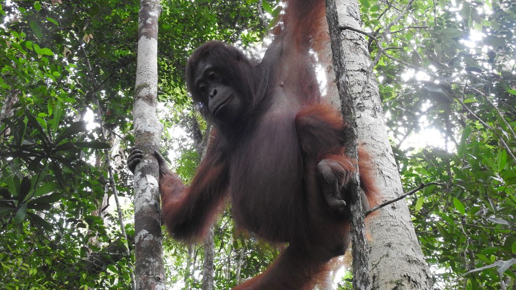 Orang-Utan-Weibchen Suci im Nationalpark Bukit Baka Bukit Raya