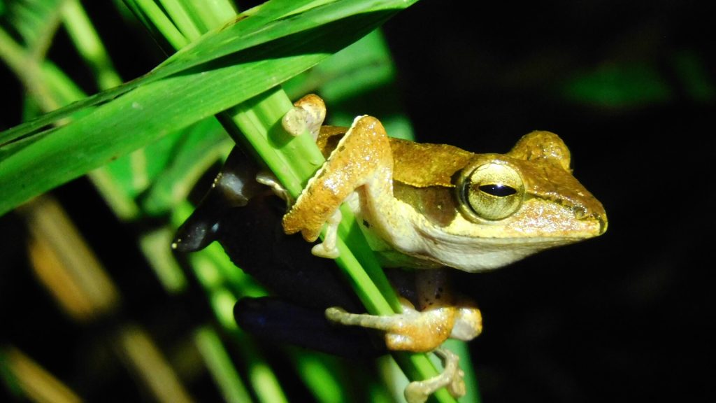 Frosch auf Borneo
