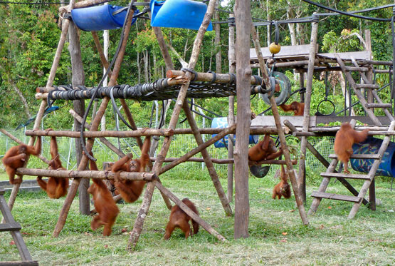 Spielplatz für Orang-Utans
