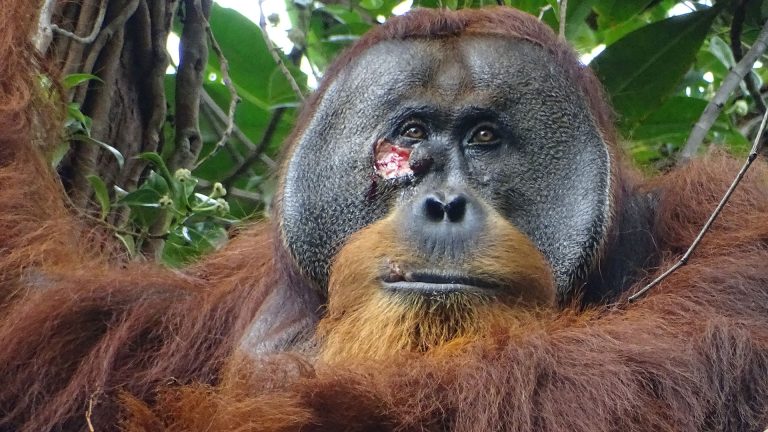 Sumatra Orang-Utan Mann mit klaffender Wunde unter dem Auge