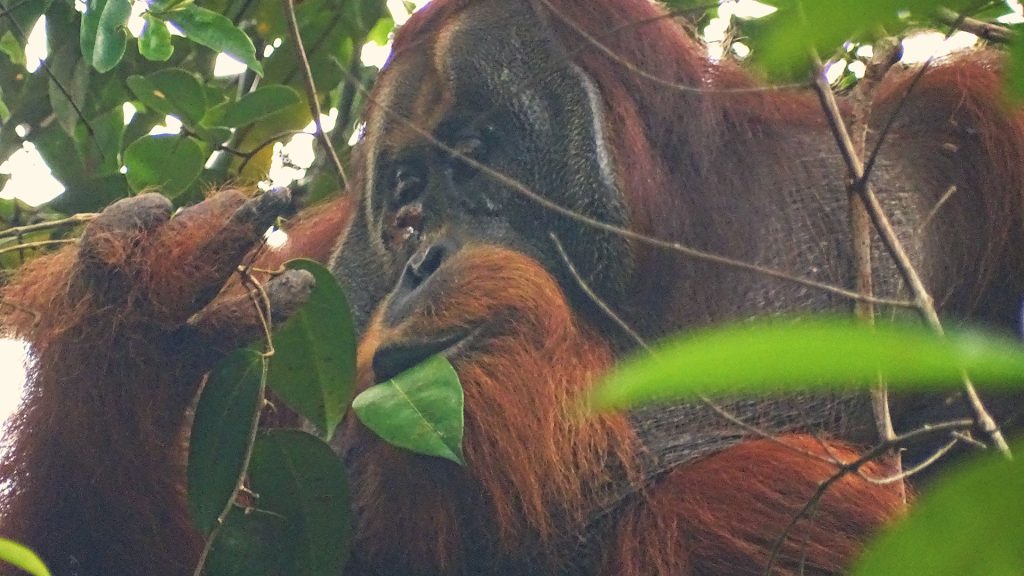 Männlicher Sumatra Orang-Utan frisst Blätter zur Behandlung einer Wunde