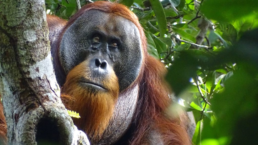 Männlicher Sumatra Orang-Utan mit verheilter Gesichtswunde