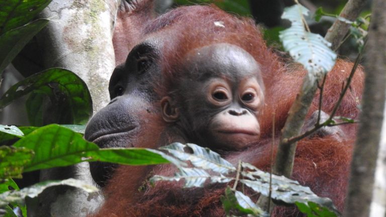 Orang-Utan Melisa mit ihrem Baby in Nationalpark Bukit Baka Bukit Raya auf Borneo