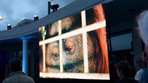 Roba Metals Firman Jubiläum, Film über Orang-Utans