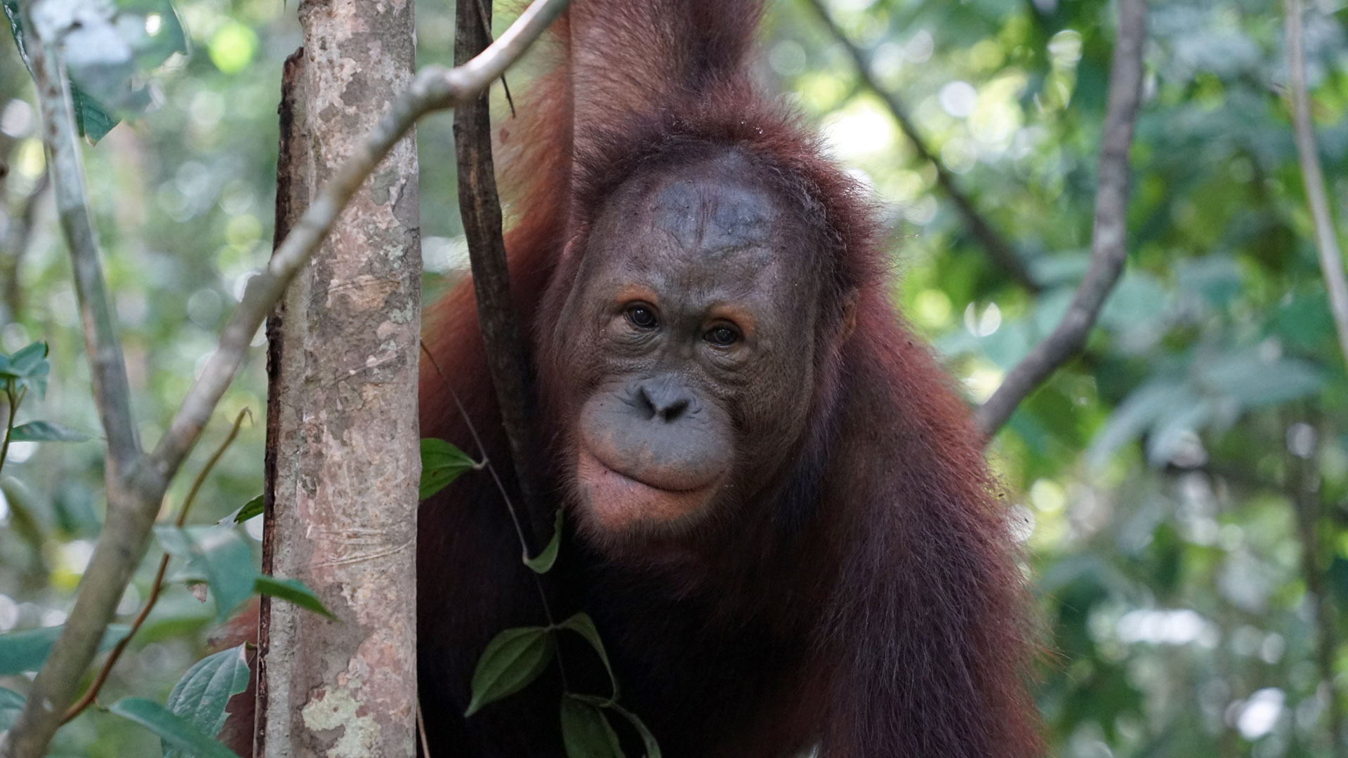 orangutan.de_Zookoop_1920x1080_BOSF Orang-Utan im Wald