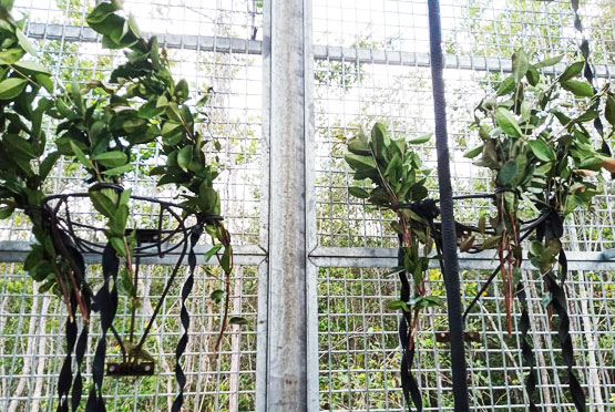 Bausatz für Orang-Utan-Nester