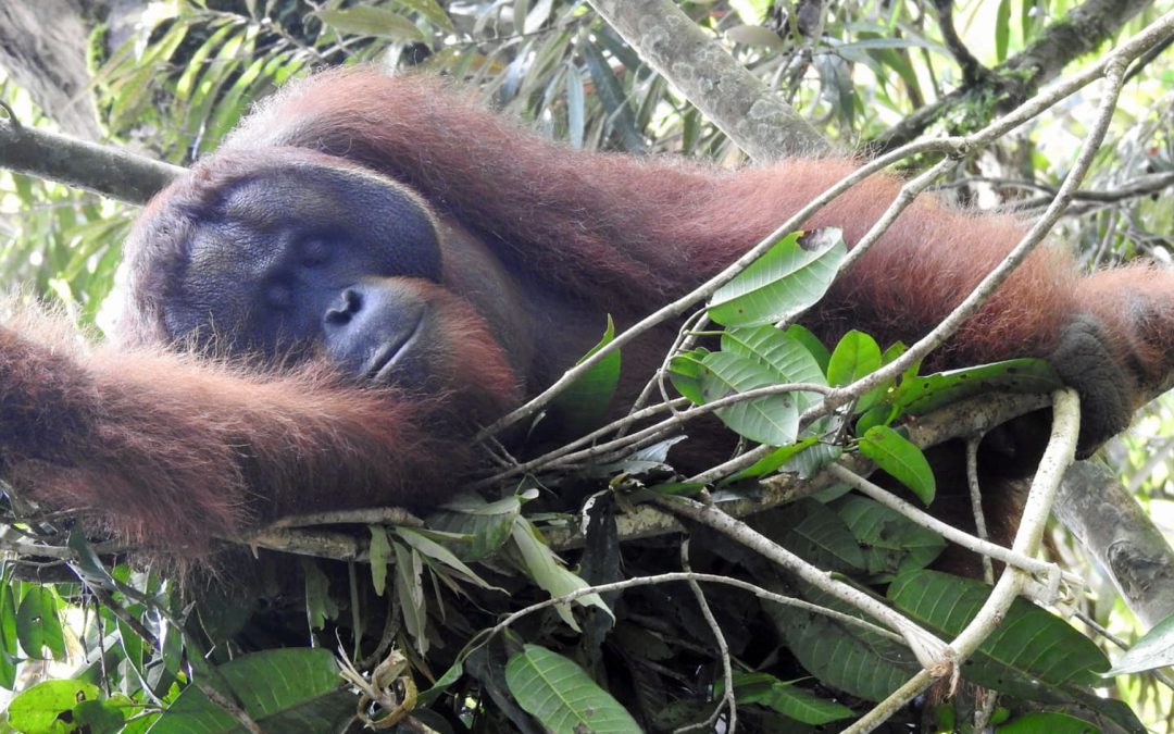 Aktu­elle Studie: Wie lernen junge Orang-Utans das komplexe Hand­werk des Nestbaus