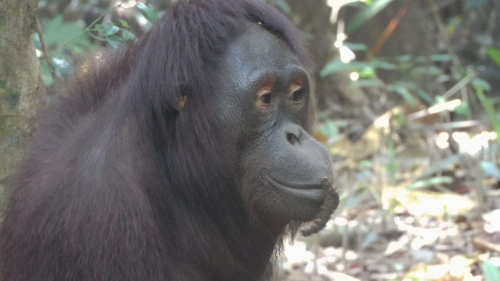 Orang-Utan Sally mit ihrer Raupen-Freundin