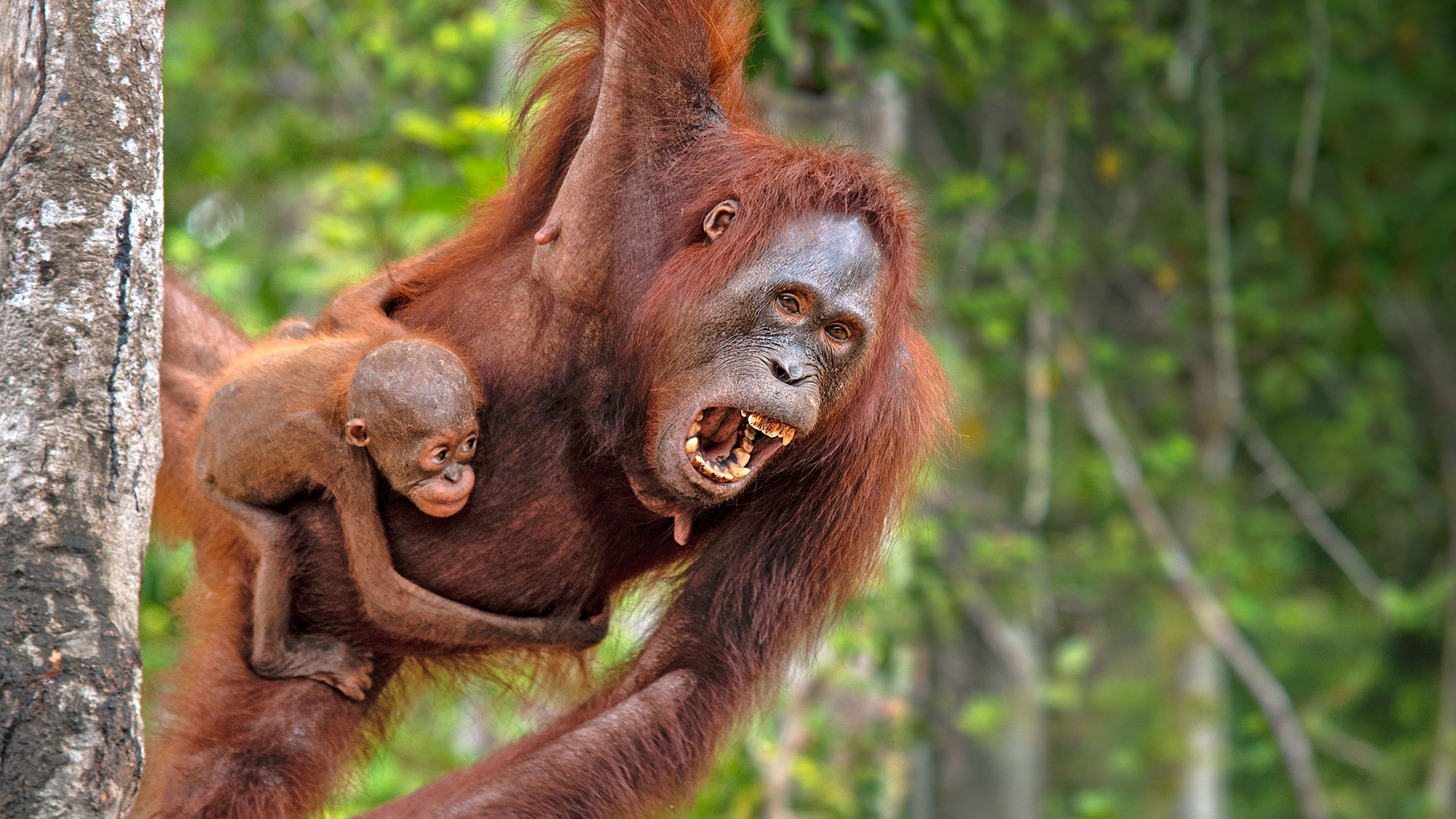 orangutan_silabukan_1920x1080 Mutter-Kind Orang-Utan-Paar